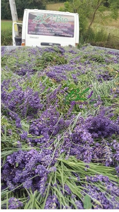 Ulei de lavanda certificat ecologic