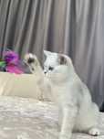 British Silver shorthair Pisica