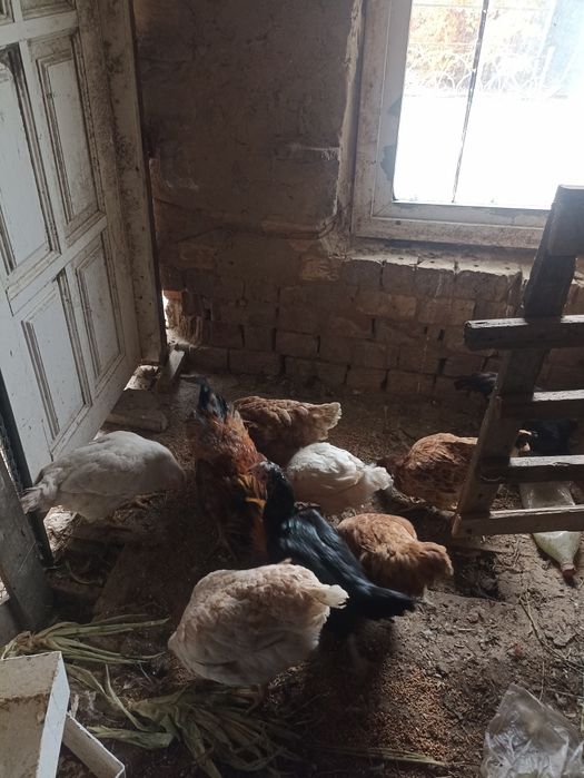 Продам домашних кур