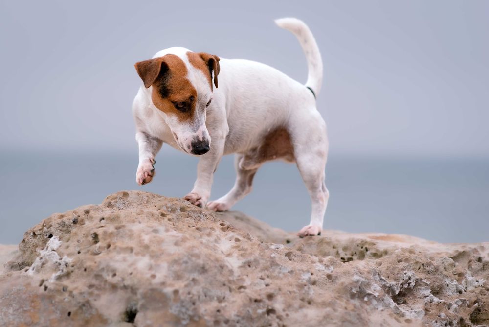 Кучешка Фотосесия