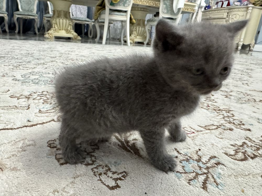 Продается котик шотладец