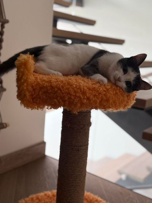 Котёнок подрощенный