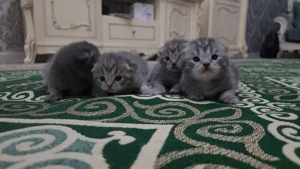Продаётся Котята