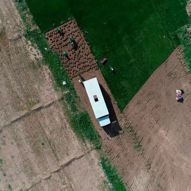 Газон рулонный и семена оптом