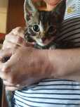 Pisicuta tabby pentru adoptie