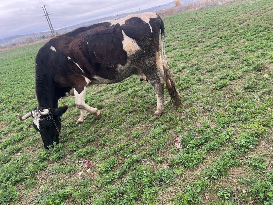 Vând vacă gestantă în 3 luni