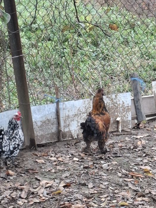 De vânzare cocoși pitici