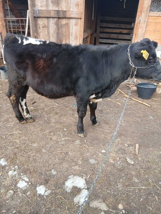 Vitea metis de angus