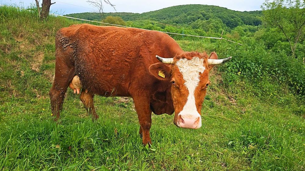 Vaca  de 6 ani ,montata de 2 luni,mai multe detalii la telefon,