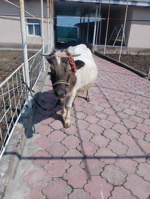 Sigir sotiladi ona bola