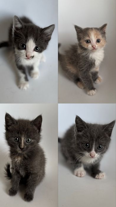 Отдам котят ,домашние,ручные