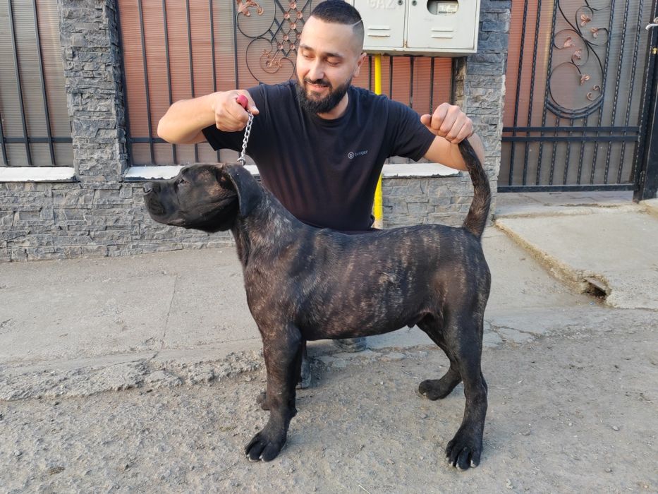 Pressa Canario cu Pedigree