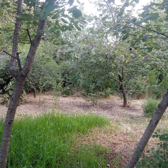 Oʻtin yiriklari ham bor bepul