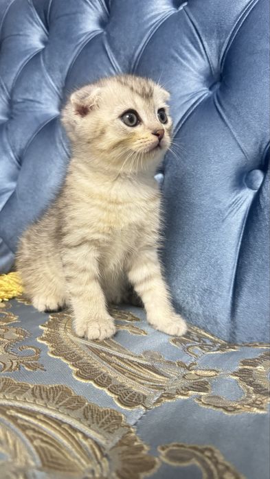 Arzonga seribristiy quloqchasi qaytgan shinshilla mushukcha