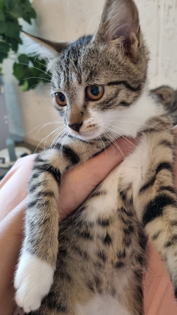 Отдаётся даром котята