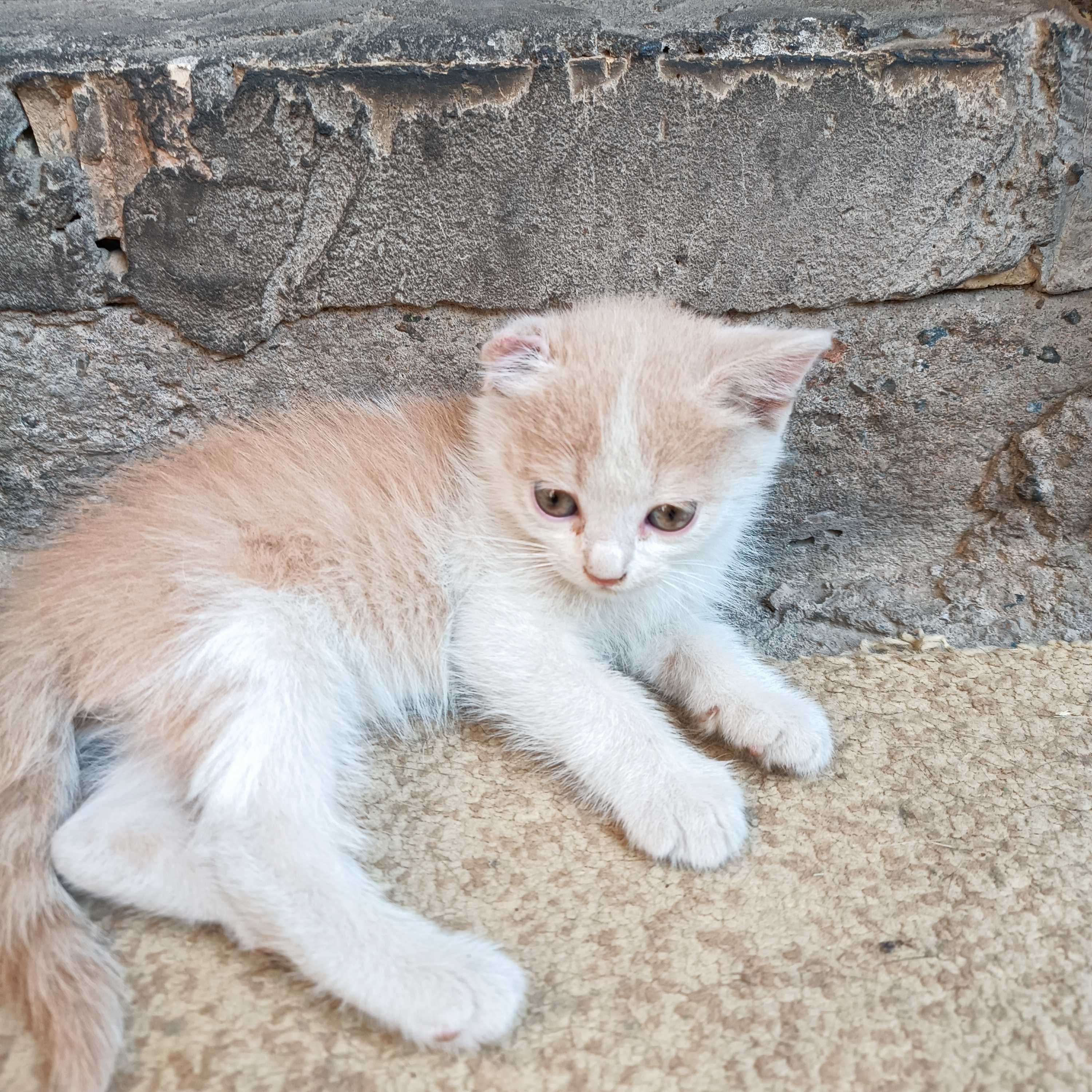 Продаются котята
