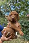 Pui vizsla maghiară