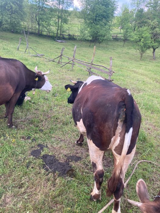Vaca jurinca de vanzare