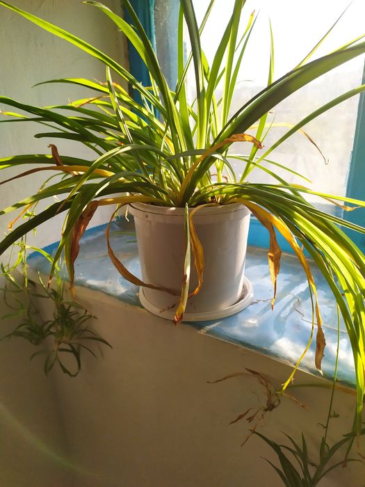 Хлорофитум отдам