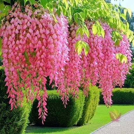 Glicina (Wisteria )