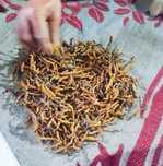 Ciuperca Cordyceps Sinensis pret per gram, origine Himalaya, Nepal