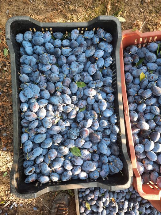Prune de consum prune bistrițene