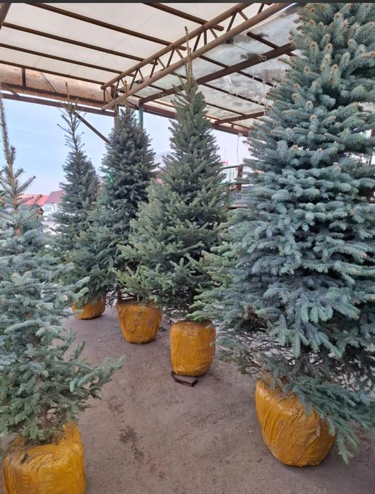 Голубые ель голубая елки новогодние