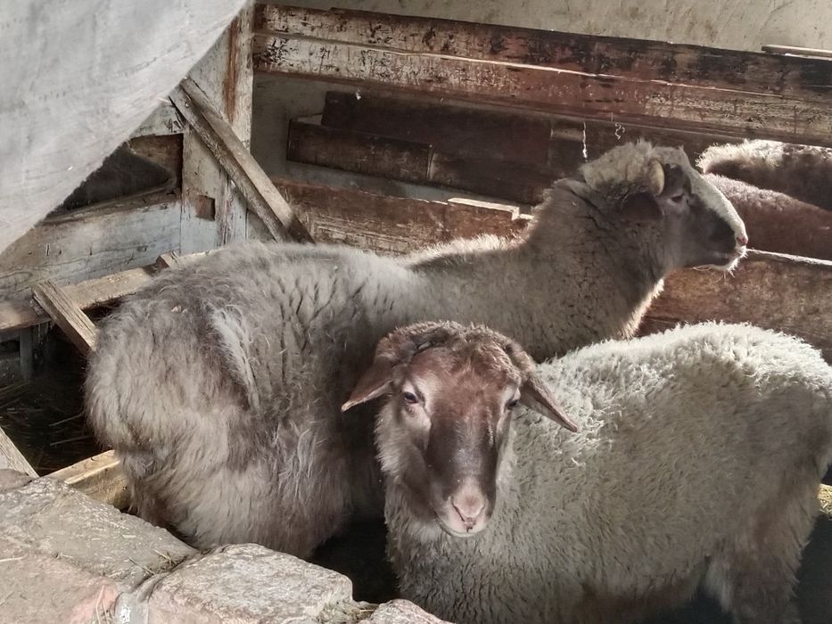 Срочно Продам баран на откорме цена окончательная