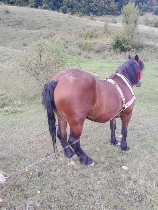 Vând cal de 4 ani