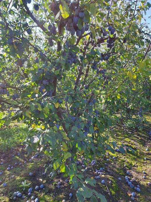 Vând prune pentru țuică preț negociabil