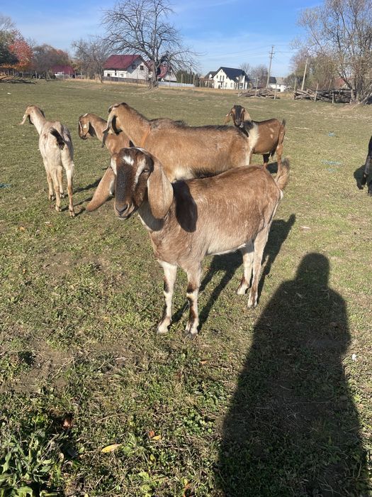 Iede anglonubiene f3-4