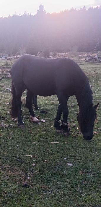 Vând iapa și manza