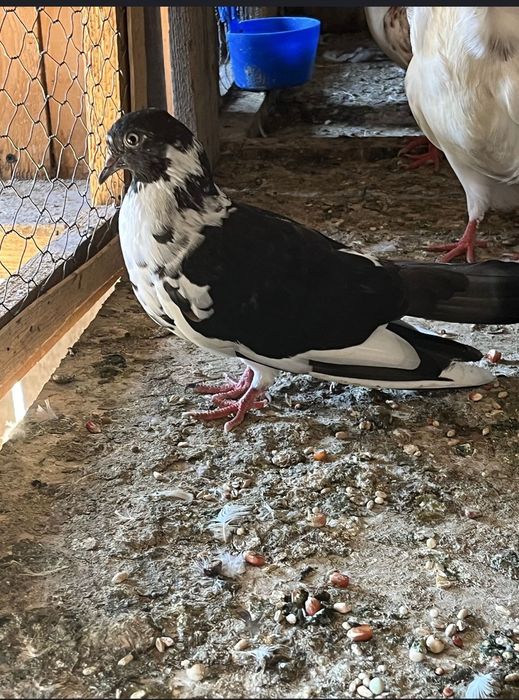 18 porumbei 200 lei toți