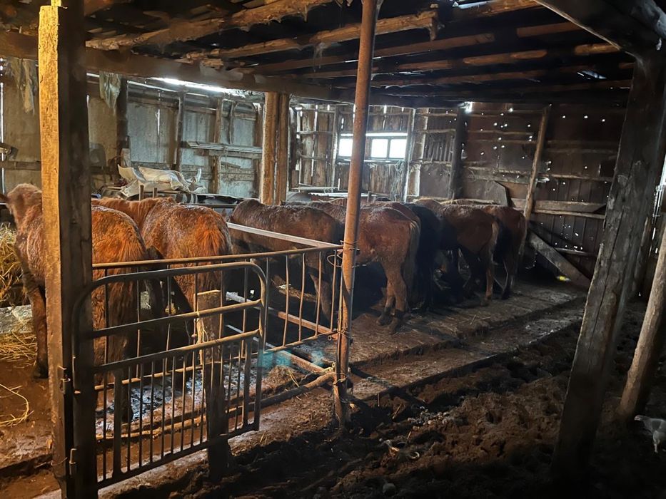 Продам полторашек