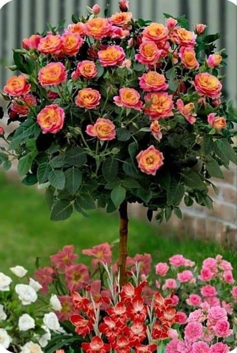 Plante ornamentale pentru gradina, magnolia ,tuia,ewudimus, photinia