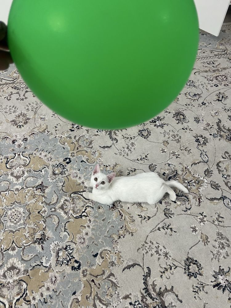 Продам котенка белого