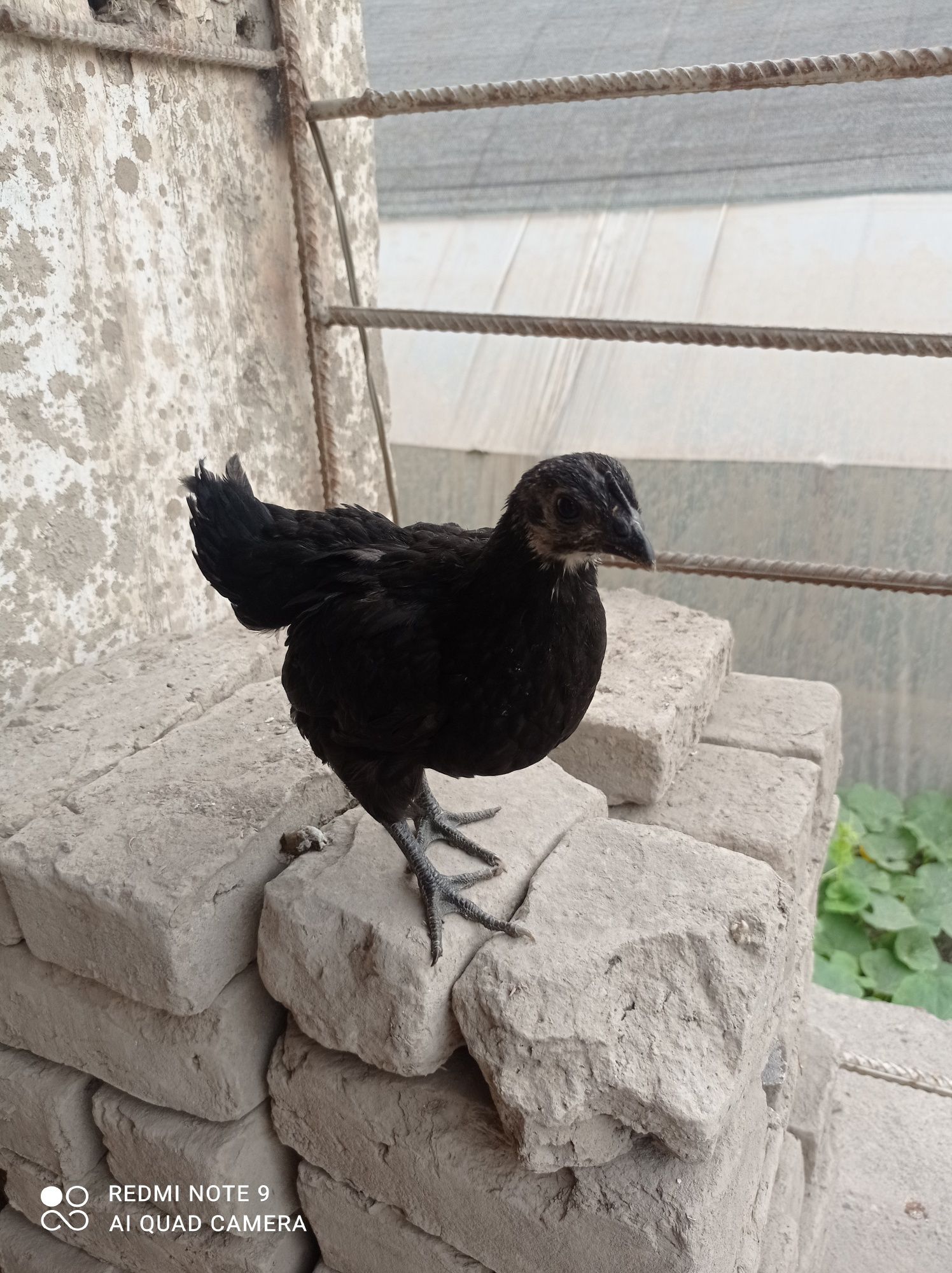 Aym cemani va qora shahzoda joʻjalari sotiladi