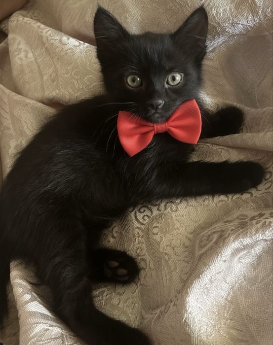 Котенок в добрые руки