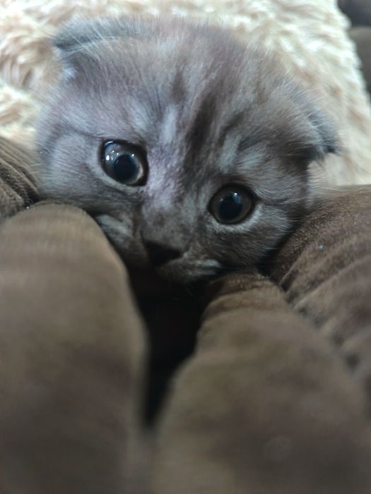 Продаются котята британской породы. Мальчик и девочка