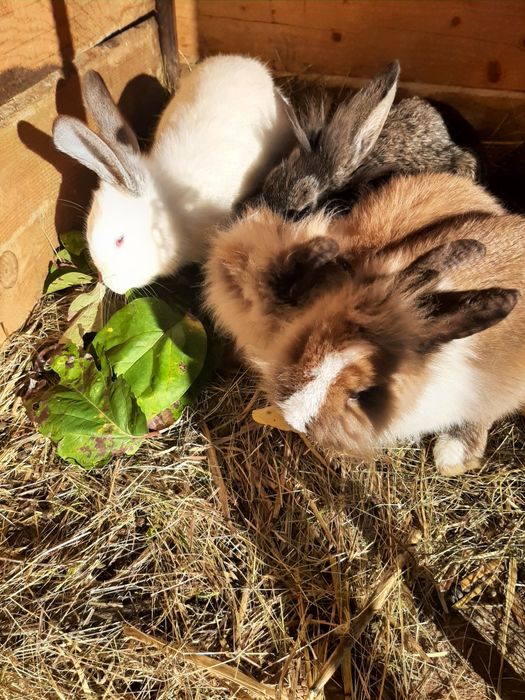 Iepuri diferite  varste si culori