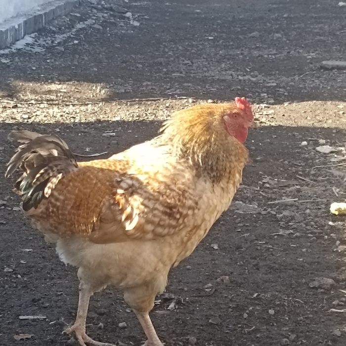 Продам молодых петухов