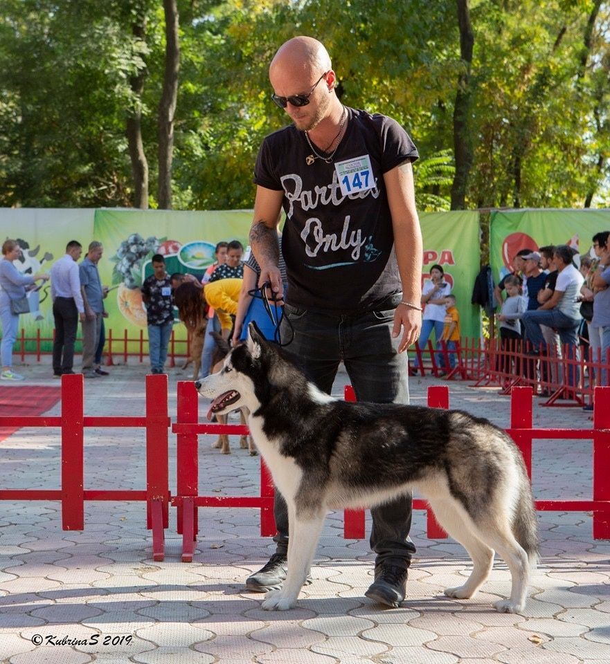 Вязка Сибирский Хаски