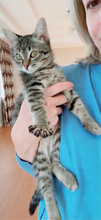 Отдам котенка породы табби