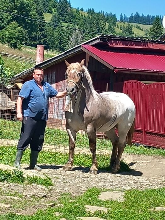 Mânză, de vânzare