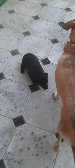 Щенята 2 х месячные