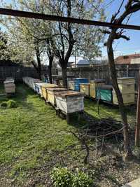 30 de familii de stupi cu albine