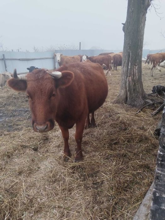 Продам корову дойную спокойную