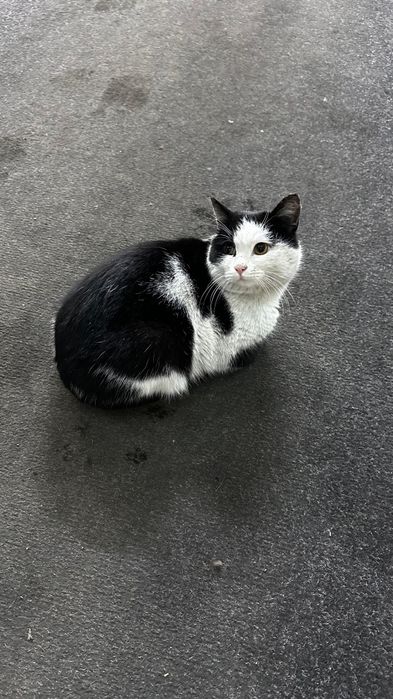 Котик в добрые руки