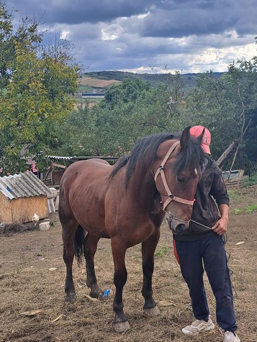 Armăsar de un an și șapte luni