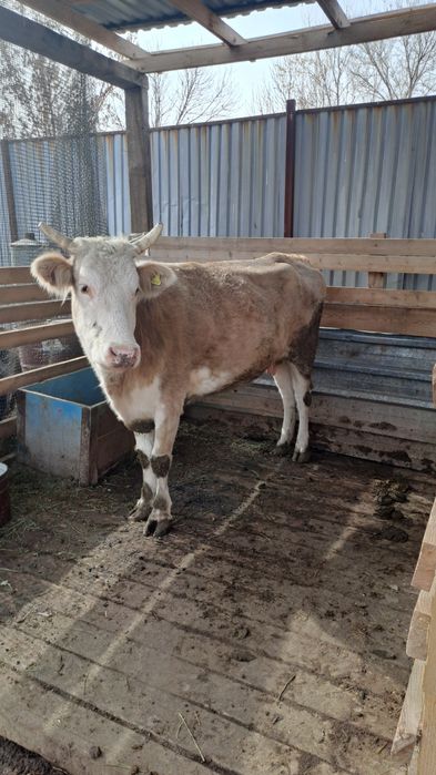 Корова корова корова